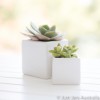 White mini planters - Sample pack